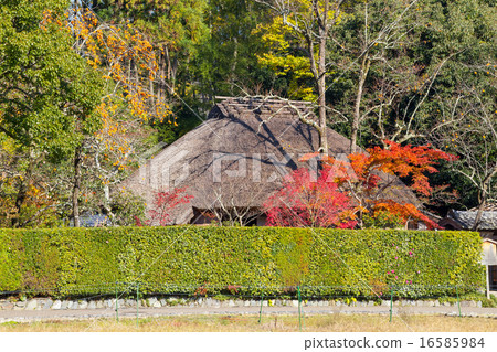 Autumn persimmon 16585984