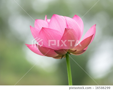 一朵美麗的桃子蓮花 16586299