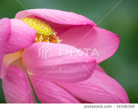 蓮花瓣和花托盤和雌蕊 16586300