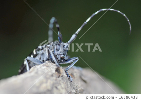 Affiliation 16586438