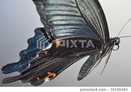 Male black male black background 16586465