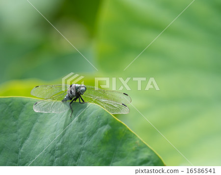 蓮花葉子咸龍蜻蜓 蓮花葉子咸龍蜻蜓 16586541