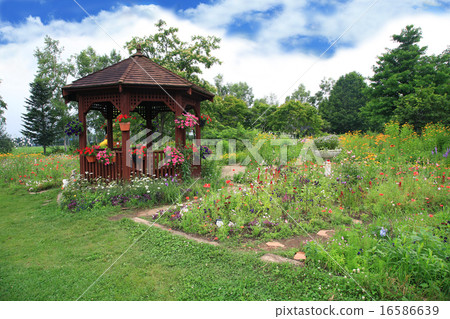Hokkaido Purple Bamboo Garden 16586639