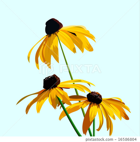 flower rudbeckia 16586804