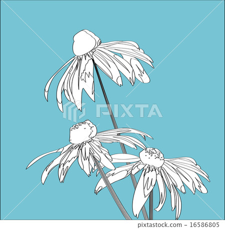 flower rudbeckia flower rudbeckia 16586805