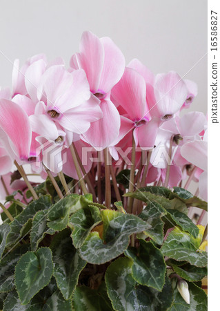 粉紅色仙客來 粉紅色仙客來 16586827