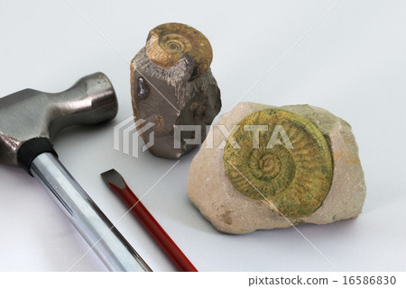 化石和挖掘機 化石和挖掘機 16586830