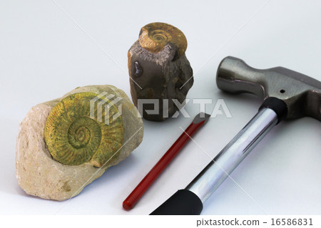 化石和挖掘機 16586831