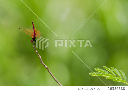 倒立紅蜻蜓　 16586888