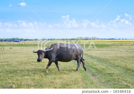Buffalo on dry field, asia Thailand 16586916