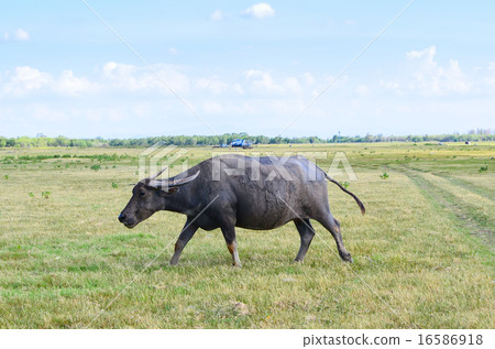 Buffalo on dry field, asia Thailand 16586918