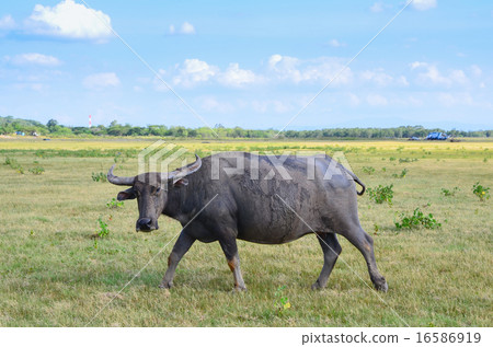 Buffalo on dry field, asia Thailand 16586919
