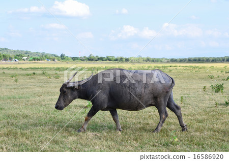 Buffalo on dry field, asia Thailand 16586920