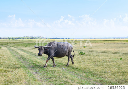 Buffalo on dry field, asia Thailand 16586923
