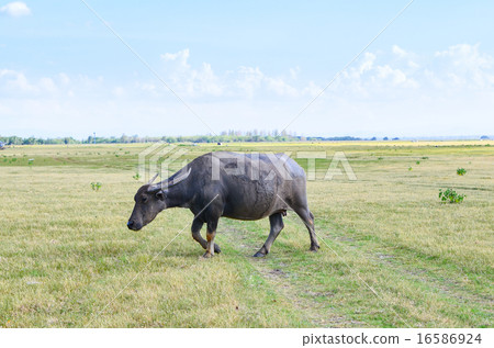 Buffalo on dry field, asia Thailand 16586924