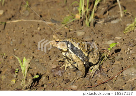 Azuma toad 5401 16587137