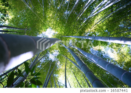  Bamboo grove 16587441