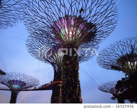 超級樹(新加坡) 超級樹(新加坡) 16587456