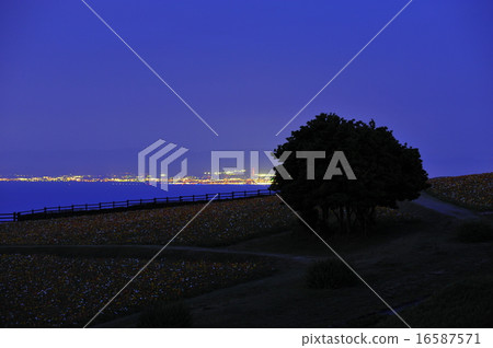 Awaji flower Festival from night 1 16587571