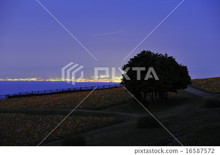 淡路鮮花節從晚上2開始 淡路鮮花節從晚上2開始 16587572