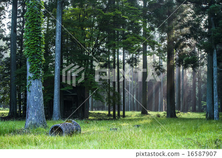 神秘的森林 16587907