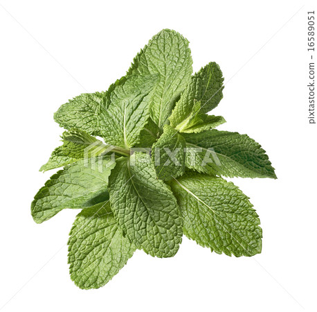 Mint leaf bunch isolated on white background 16589051