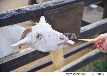 Feed the goat 16589097