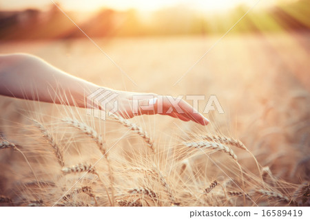 Female farmer hand over wheat field Female farmer hand over wheat field 16589419