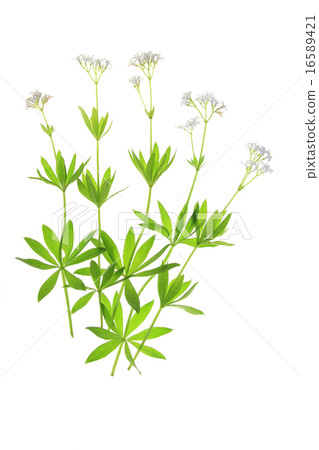 Flowering woodruff (Galium odoratum) Flowering woodruff (Galium odoratum) 16589421