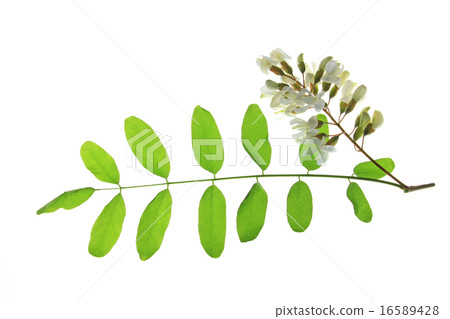 Black locust (Robinia pseudoacacia) Black locust (Robinia pseudoacacia) 16589428