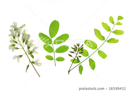 Black locust (Robinia pseudoacacia) 16589431
