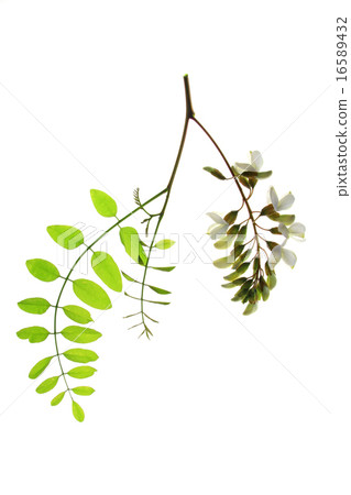 Black locust (Robinia pseudoacacia) 16589432