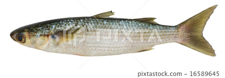 Crenimugil crenilabi (Fringelip mullet) 16589645