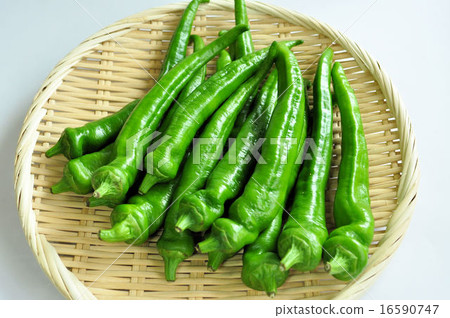 Manshakuji red pepper 16590747