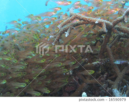 Okinawa · branch of Iriomote Island A large amount of golden skeleton tropical fish flocking in coral Okinawa · branch of Iriomote Island A large amount of golden skeleton tropical fish flocking in coral 16590979