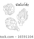 Hand drawn Artichoke  16591104