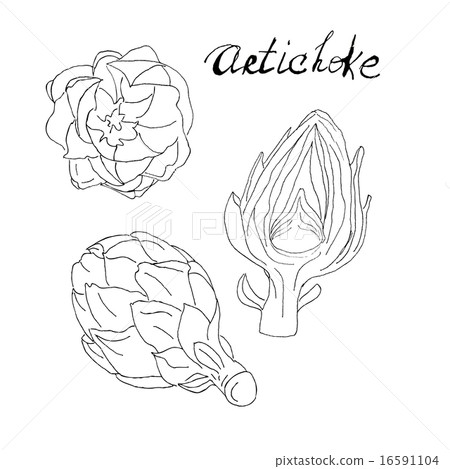 Hand drawn Artichoke Hand drawn Artichoke 16591104