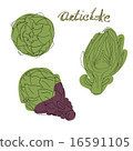Hand drawn Artichoke  16591105