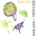 Hand drawn Artichoke  16591106