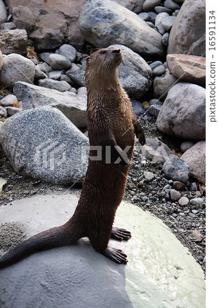 Canadian Otter_ Canada Otter standing upright immovable Canadian Otter_ Canada Otter standing upright immovable 16591134