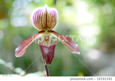 Paphiopedylum 16591392