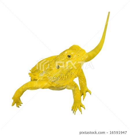 bearded dragon or pogona vitticeps bearded dragon or pogona vitticeps 16591947