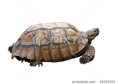 african spurred tortoise or geochelone sulcata 16591959