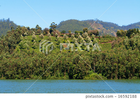 Madupetty Dam 16592188
