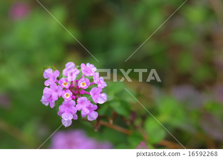 Lantana peach color flower and rain drop 16592268