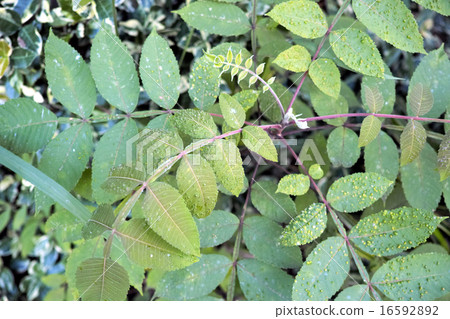 Nurde的分支 16592892