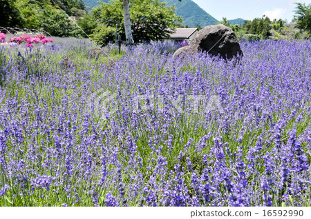 薰衣草田 薰衣草田 16592990