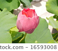 Lotus flower  16593008