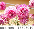 Dahlia 16593010