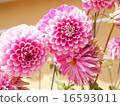 Dahlia 16593011